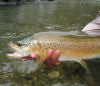 Brown Trout, New Zealand